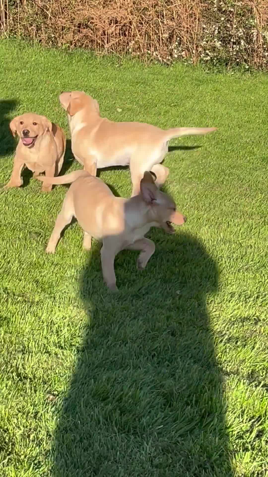 Labrador Retriever dogs for sale: KC Registered Puppies - Video 1