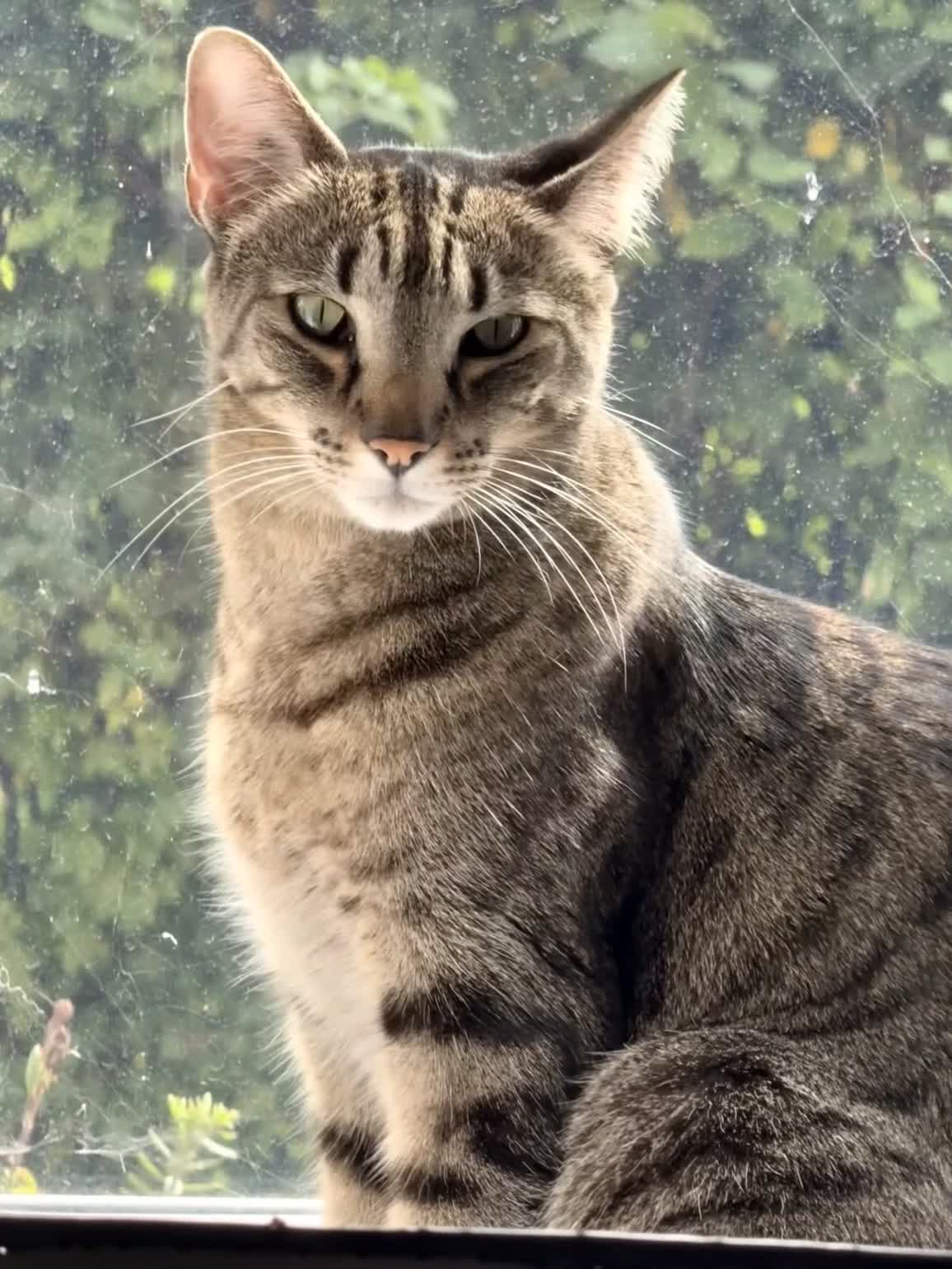 Mixed Breed cats for sale: Beautiful Bengal Savannah Mix to re-home - Video 1