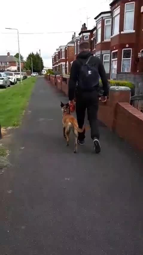 Belgian Shepherd Dog dogs for sale: 13-Month-Old Malinois Female- trained in Hull - Video 1