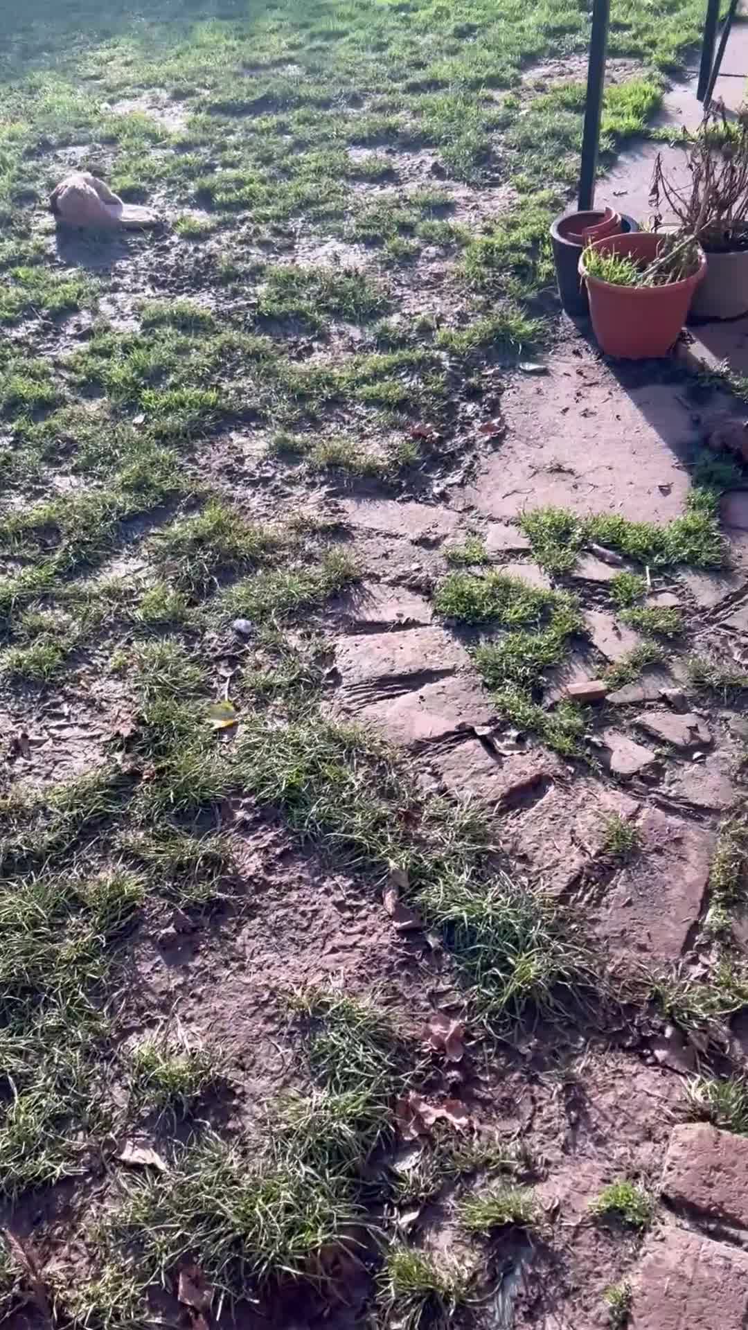 Pointer dogs for sale:  Black bitch available. - Video 4