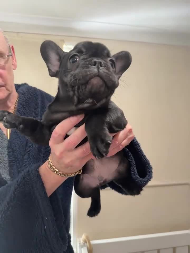 French Bulldog dogs for sale: 2 stunning french bulldogs  - Video 5