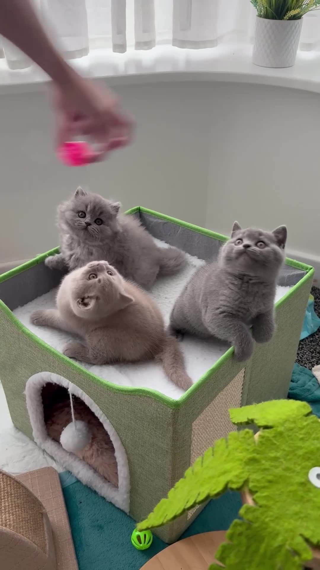British Shorthair cats for sale: BRITISH SHORTHAIR &LONGHAIR - Full Pedigree - Video 4