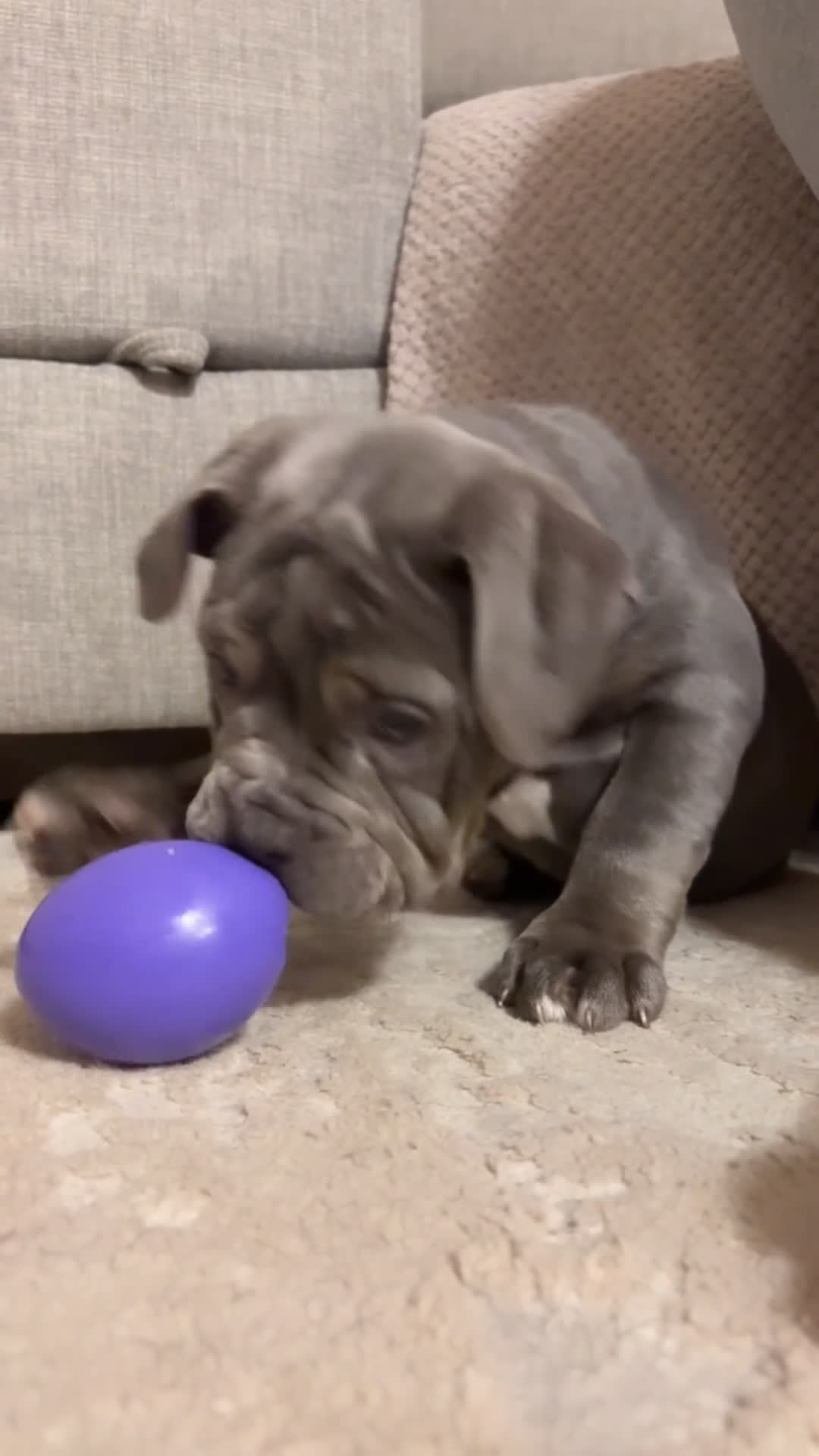 Old Tyme Bulldog dogs for sale: 12 week old beautiful old tyme English bulldog  - Video 1