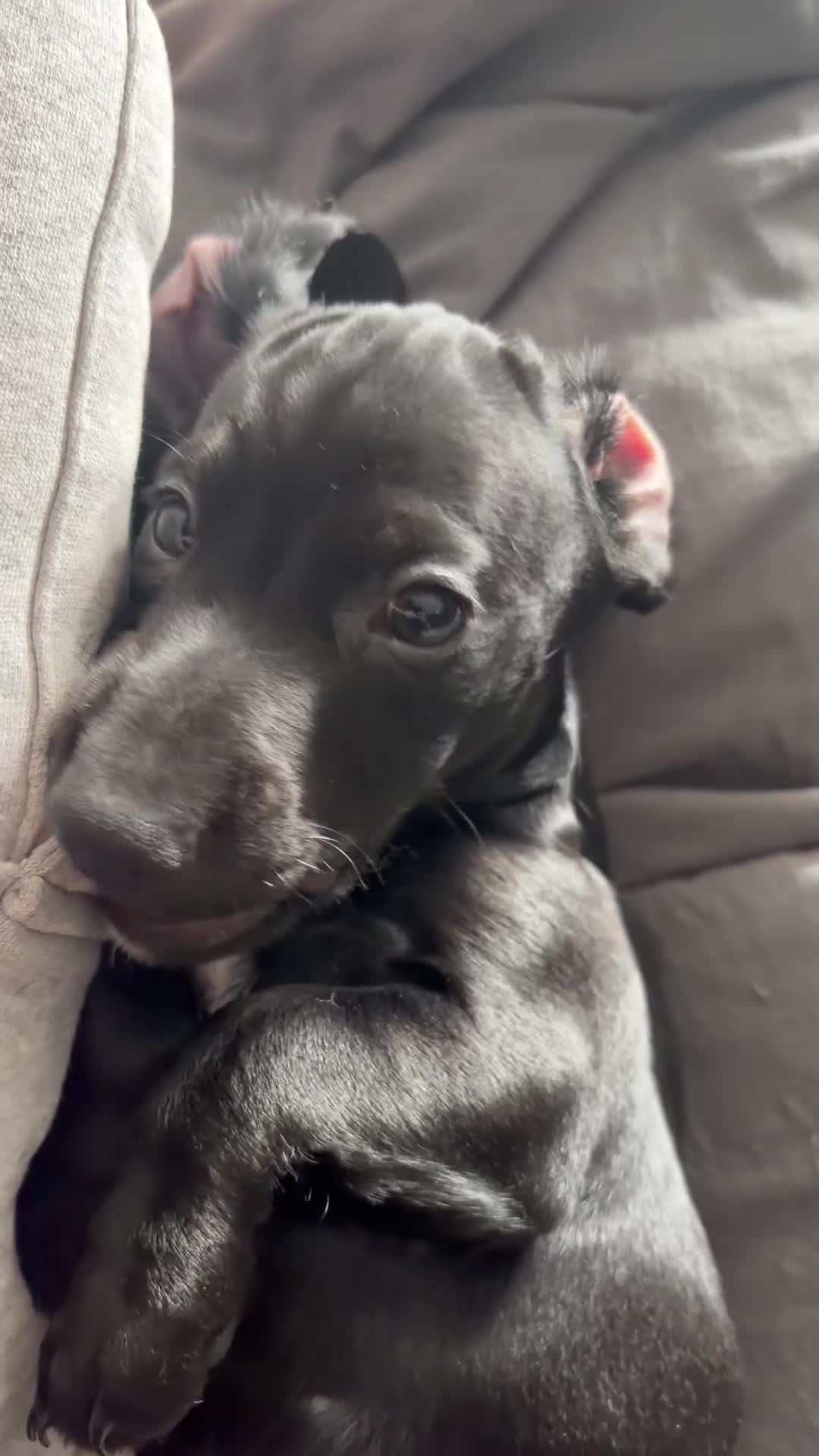 Mixed Breed dogs for sale: Docker puppy’s  - Video 1