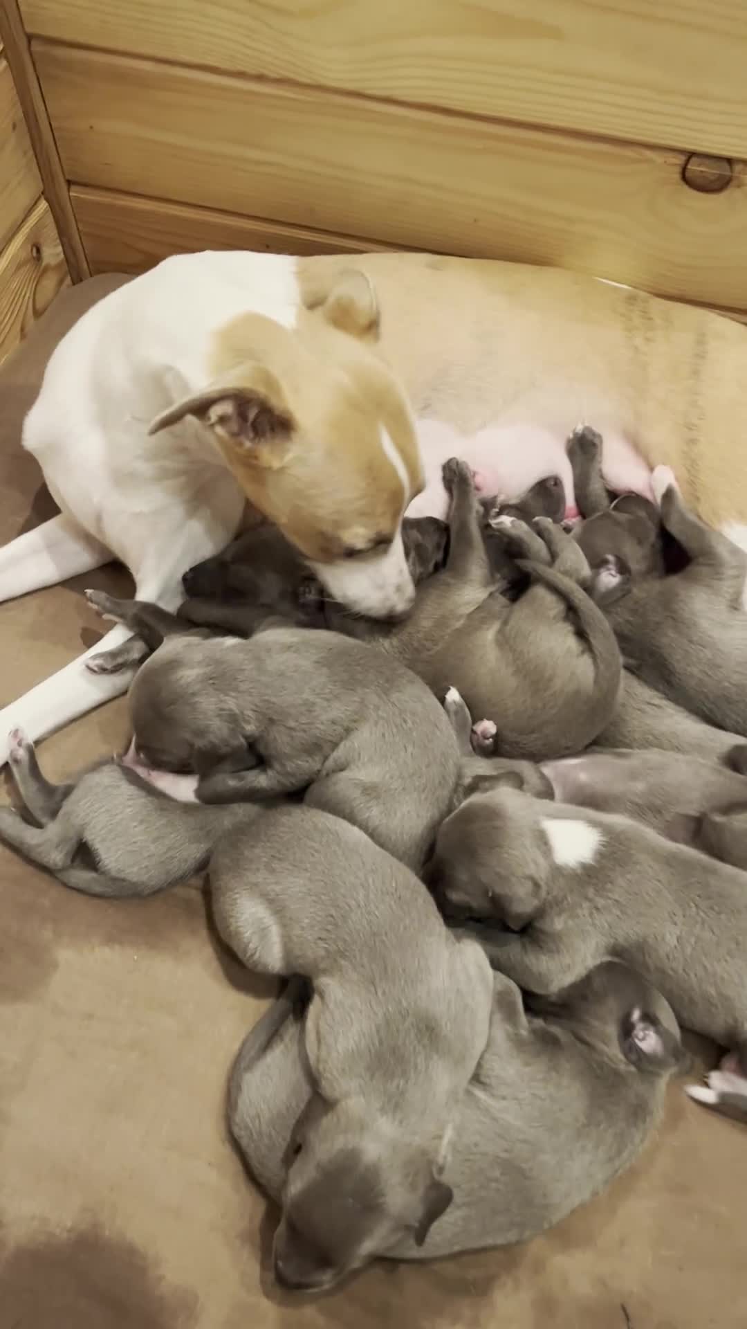 Whippet dogs for sale: KC REGISTERED BLUE WHIPPET PUPPIES in Gloucester - Video 3