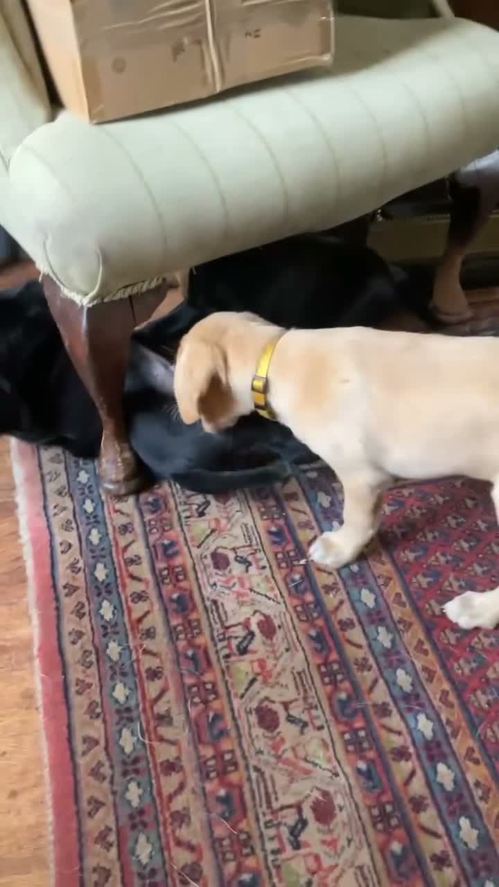 Labrador Retriever dogs for sale: 5 Labrador puppies 2 male 3 female - Video 3