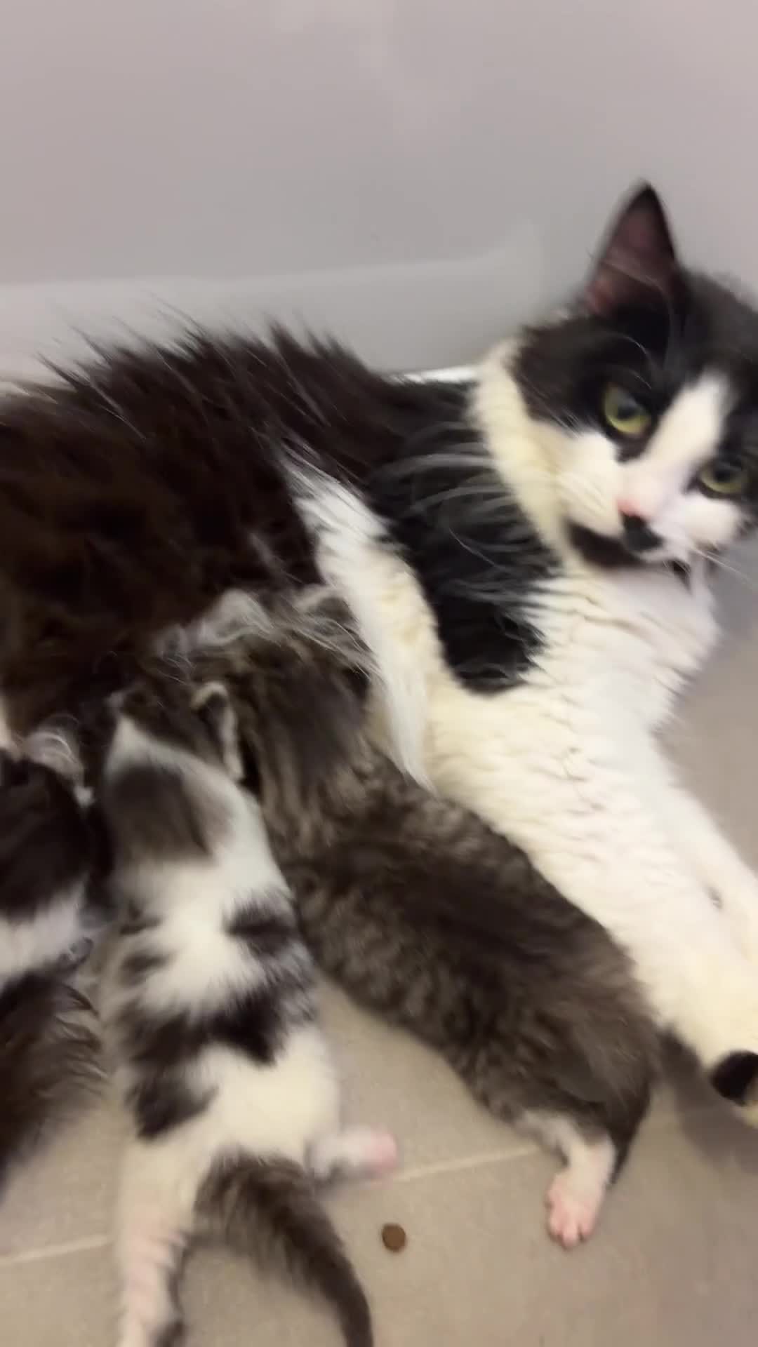 Maine Coon cats for sale: XL Russian Maine Coon X Standard longhair - Video 1