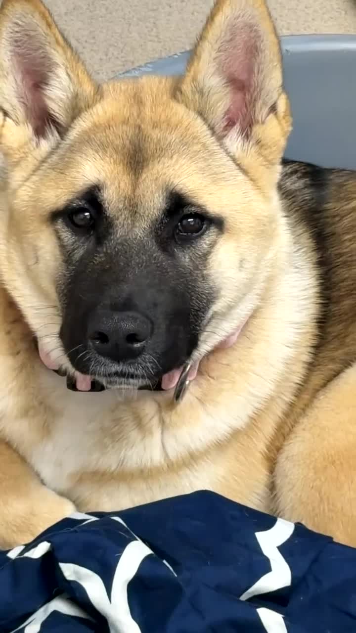 Akita dogs for sale: 8 months akita in Walsall - Video 2