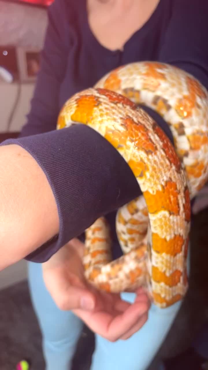 Corn Snake reptiles for sale: Corn snake with cabinet/terrarium - Video 1
