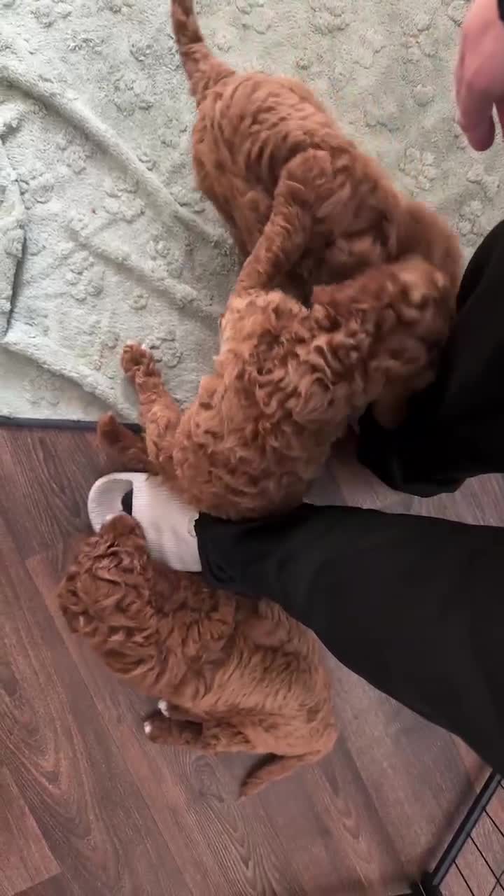 Poodle dogs for sale: Giant poodle  - Video 2