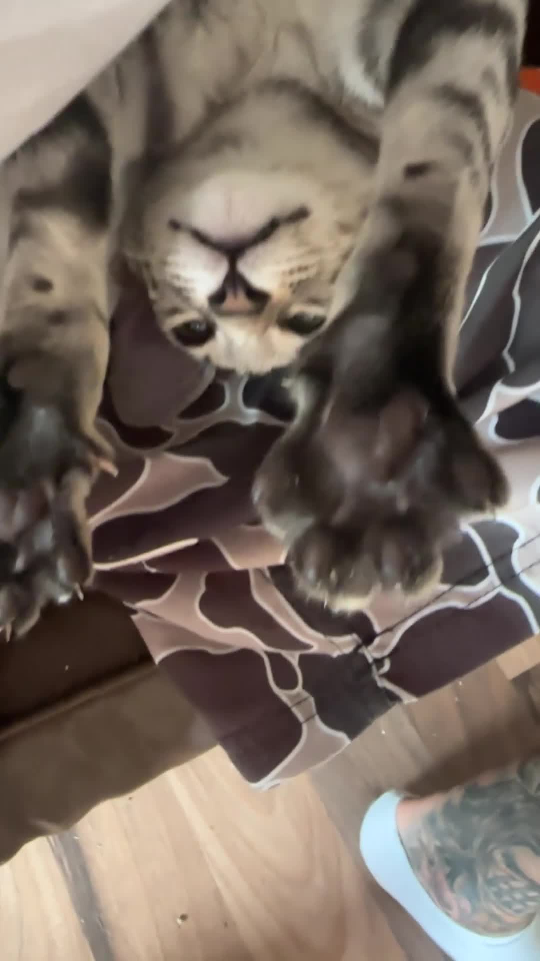 Mixed Breed cats for sale: CROSSED PETERBALD ✅✅✅ - Video 4