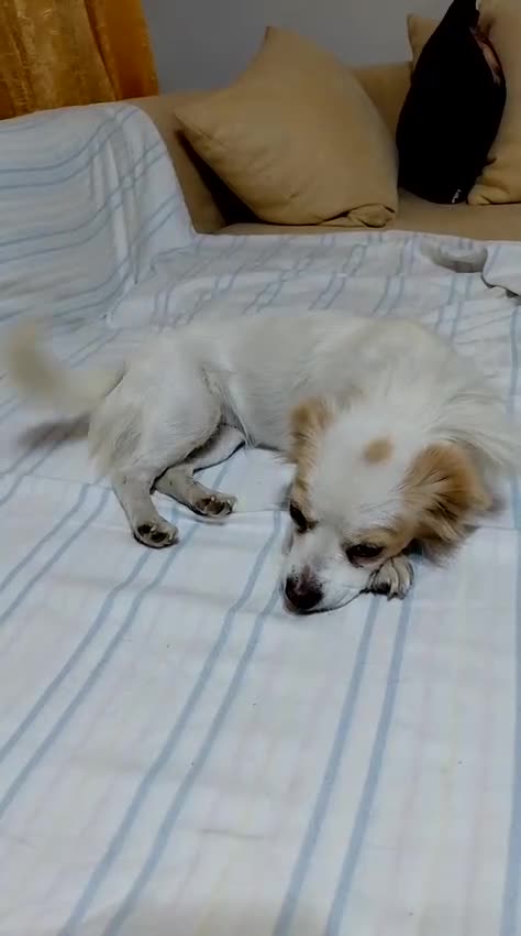 Mixed Breed dogs for adoption: NIVA - a Tiny, Beautiful Girl - for a Loving Home - Video 3