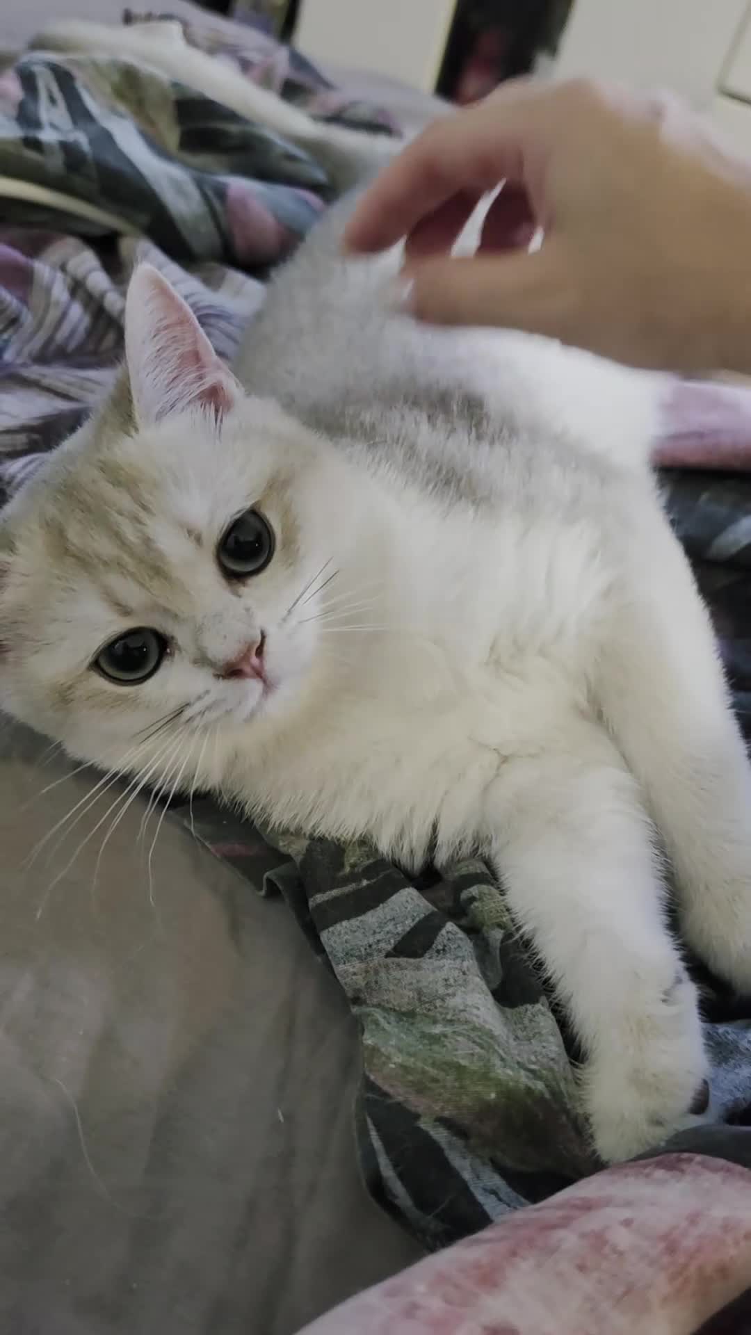 British Shorthair cats for sale: Ula ready to go❤️ - Video 2