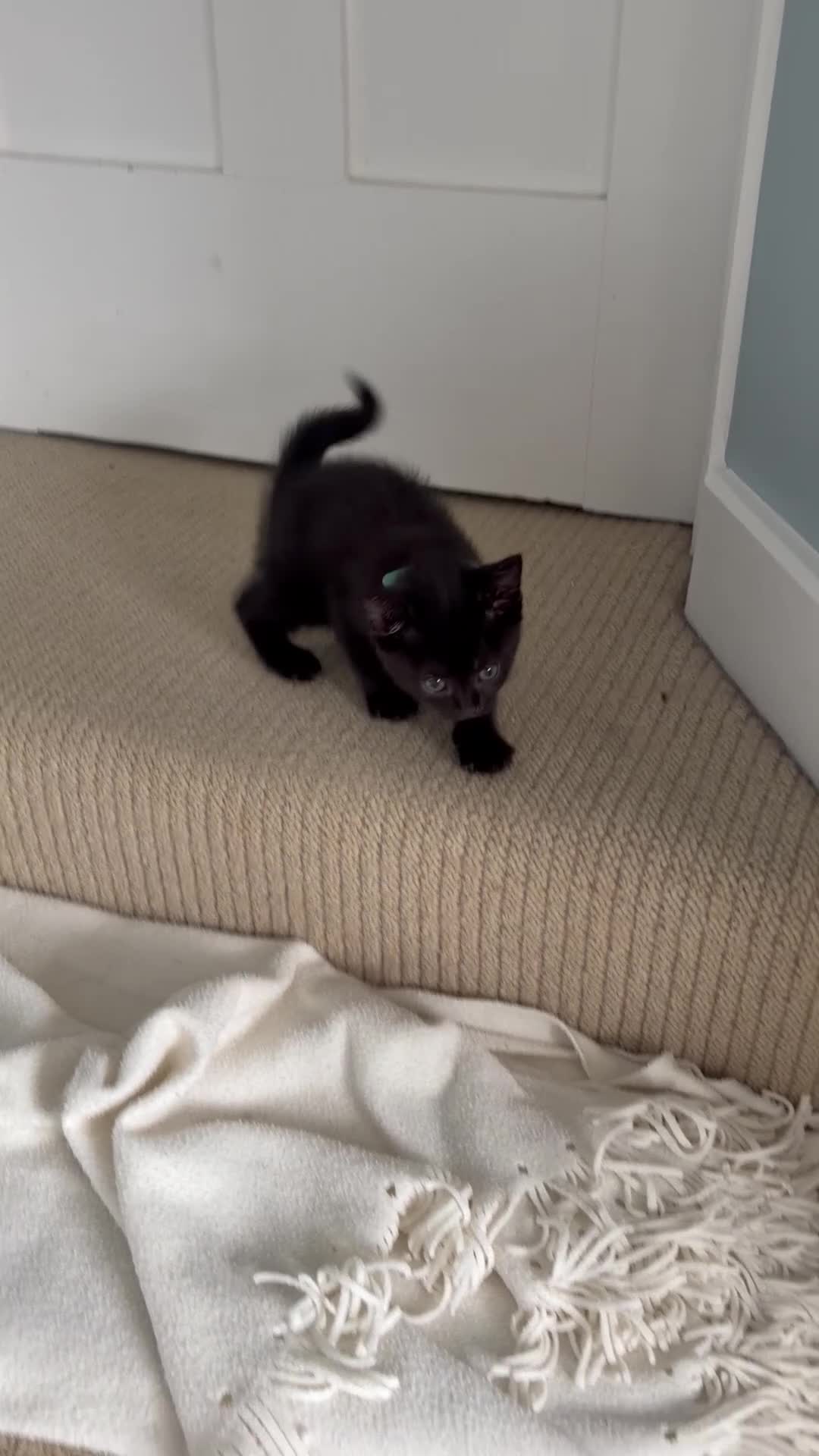 Mixed Breed cats for sale: Beautiful kittens  - Video 1