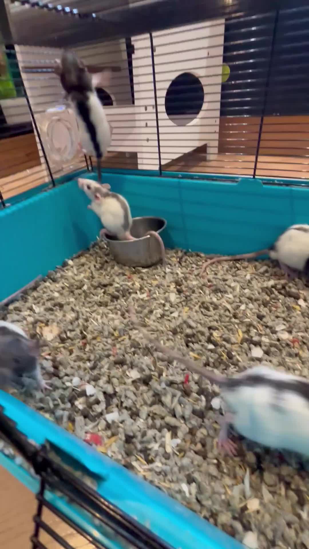 Rat rodents for sale: Male rats - Video 1