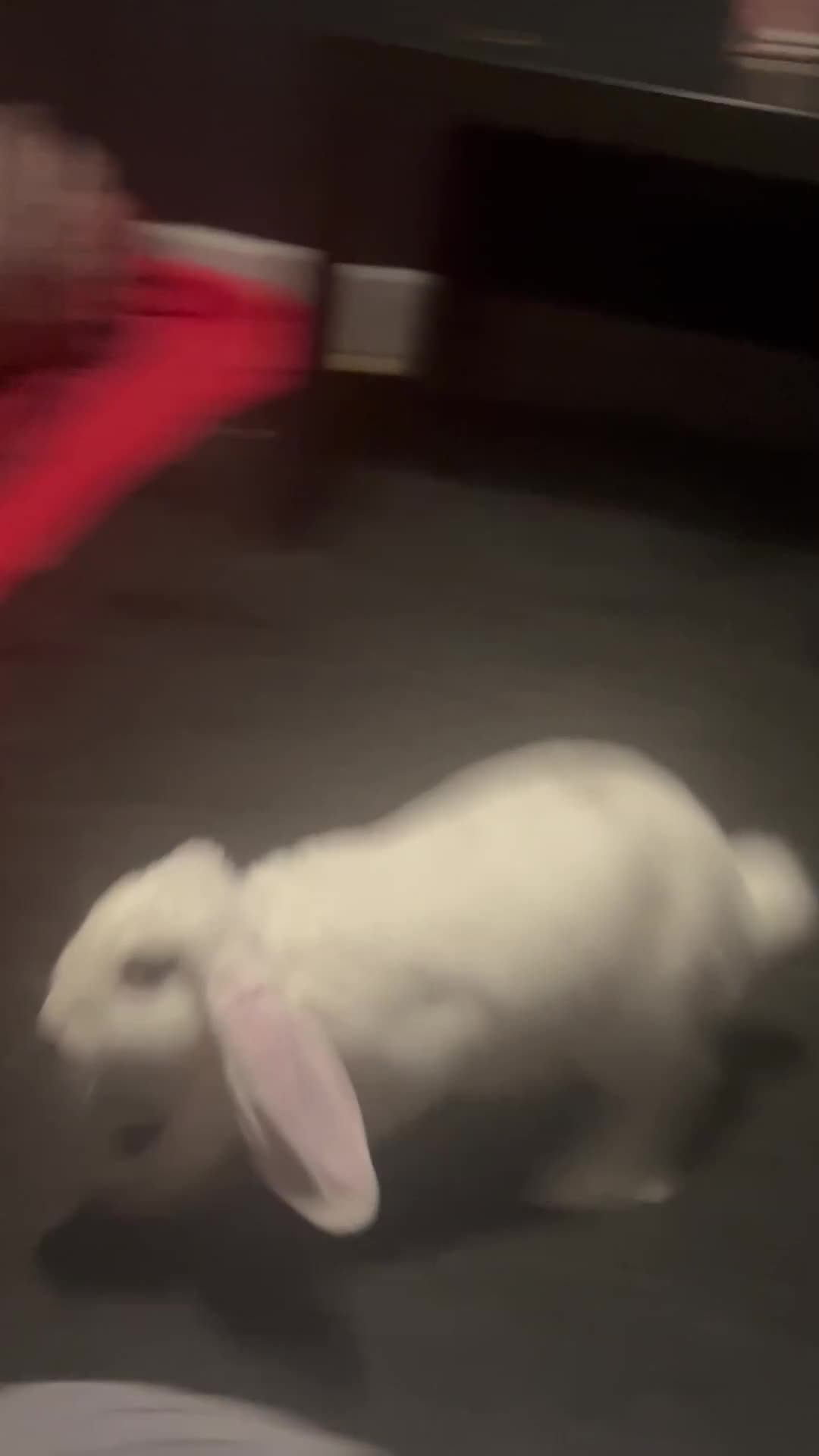 Mixed Breed rabbits for sale: X3 rabbits  - Video 2