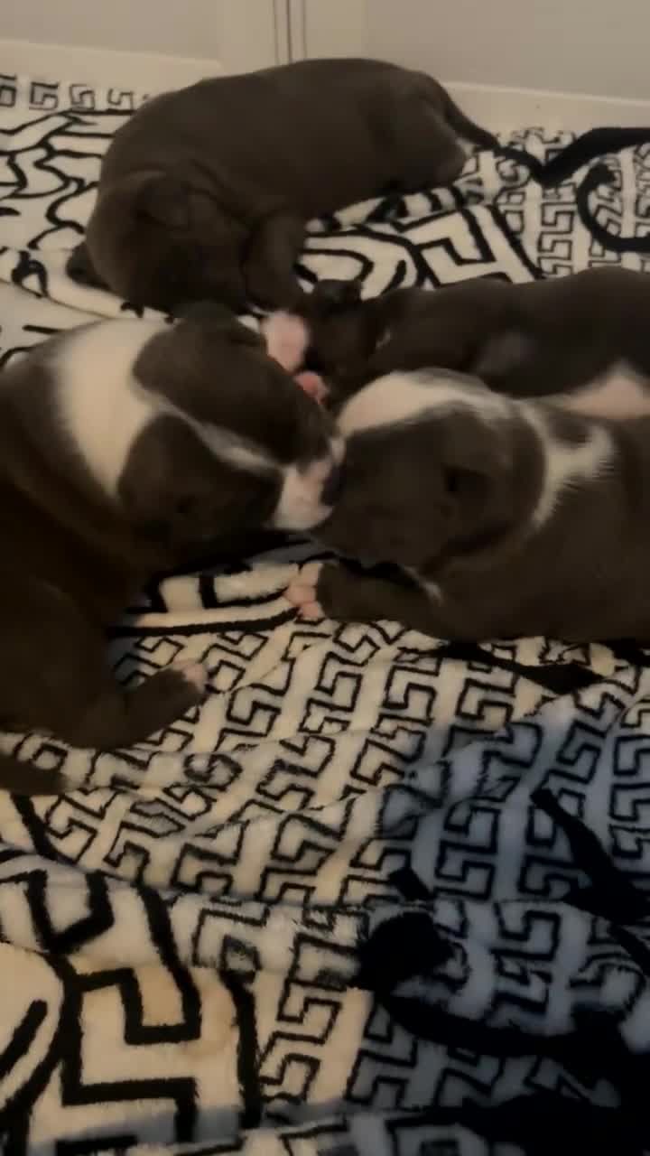 Staffordshire Bull Terrier dogs for sale: Blue Staffordshire bull terrier - Video 1