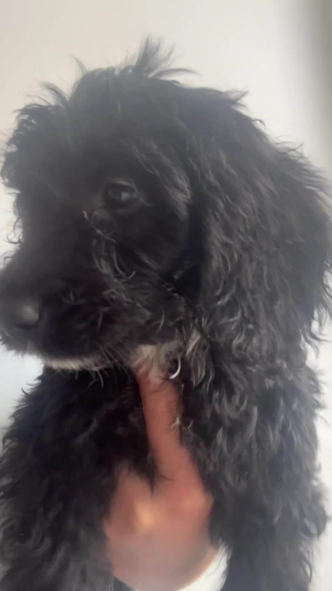 Cockapoo dogs for sale: (LAST 4 PUPS) Amazing miniature Cockapoo Puppies  - Video 1