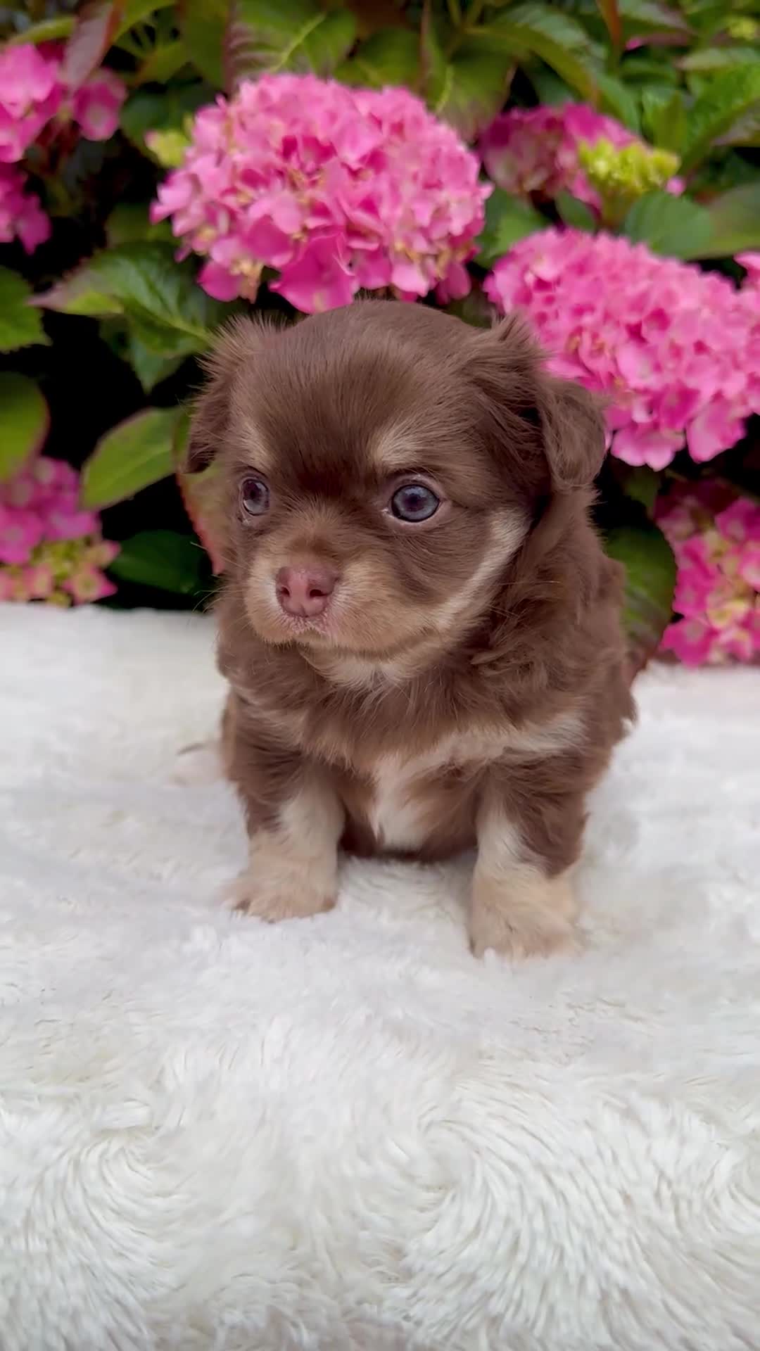 Chihuahua dogs for sale: 🤎💙 Exotic choco and tan LC KC chi boy 🤎💙 - Video 1