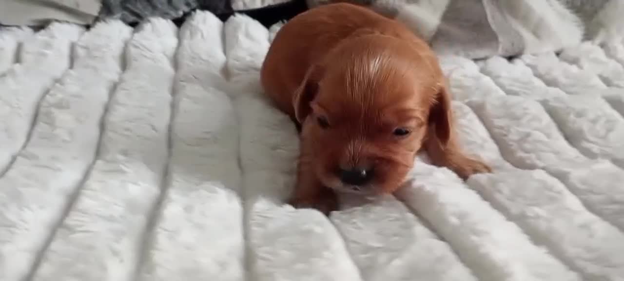 Mixed Breed dogs for sale: Cavalier King Charles/Cockapoo - Video 3