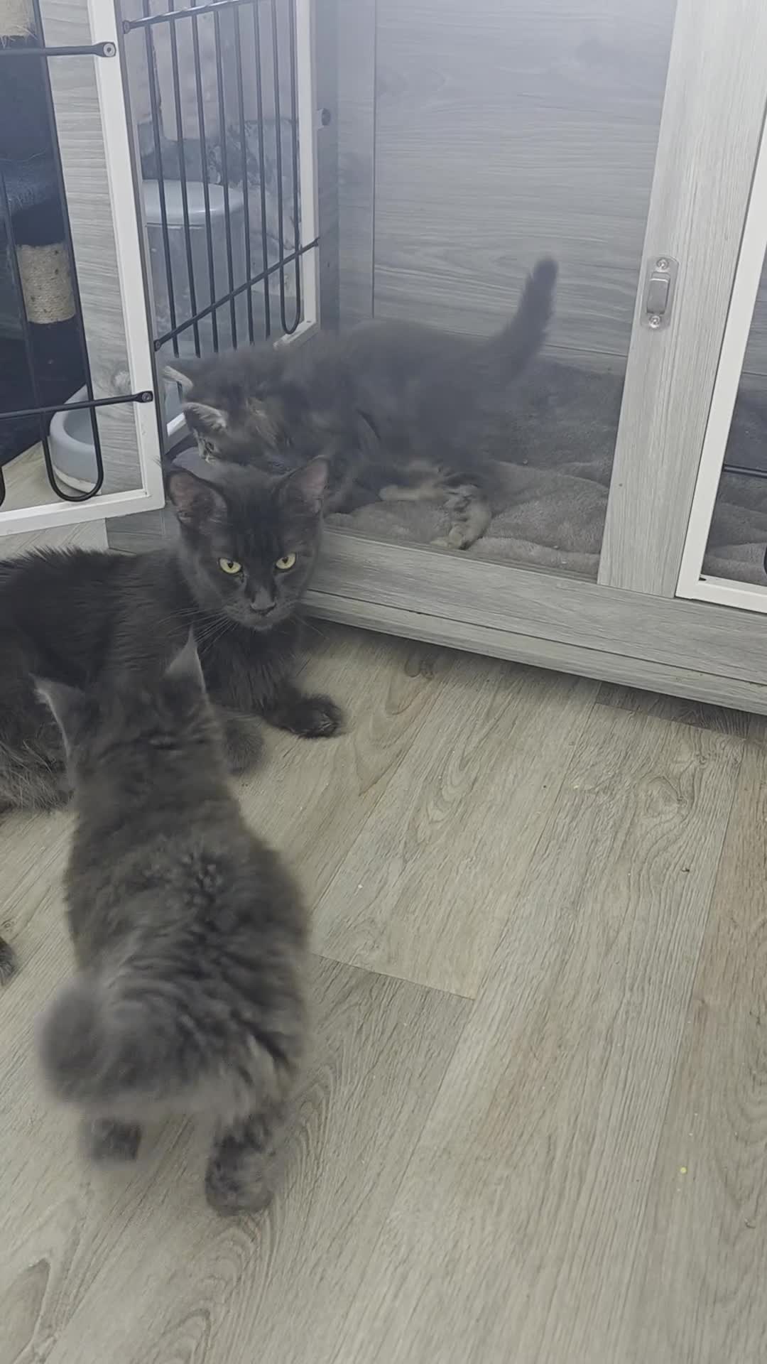Maine Coon cats for sale: TICA REGISTERED STUNNING MAINE COON KITTENS  in Blackpool - Video 2