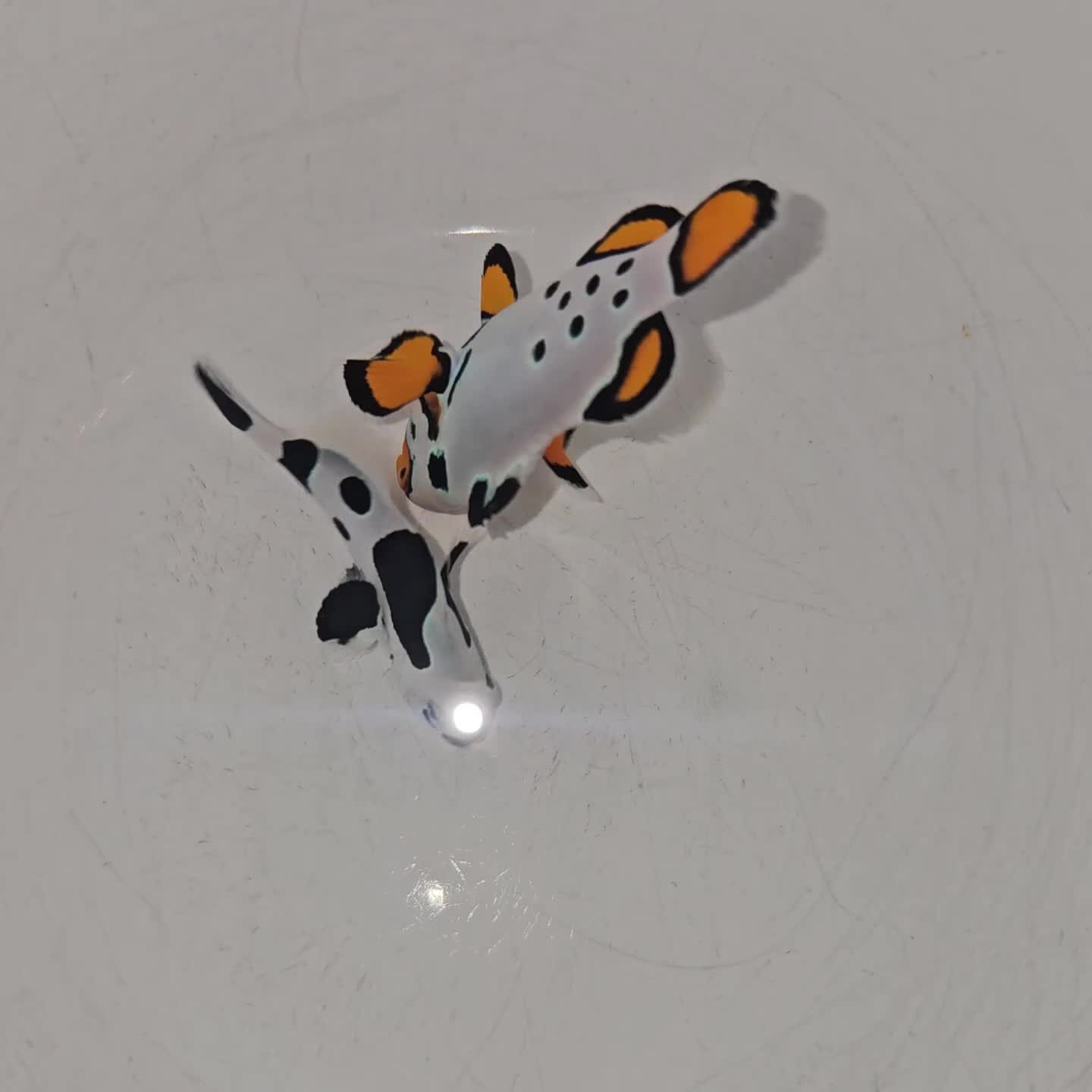 Other/Mixed Breed fish for sale: Designer Clownfish Pair (Frostbite & Black Storm) - Video 1