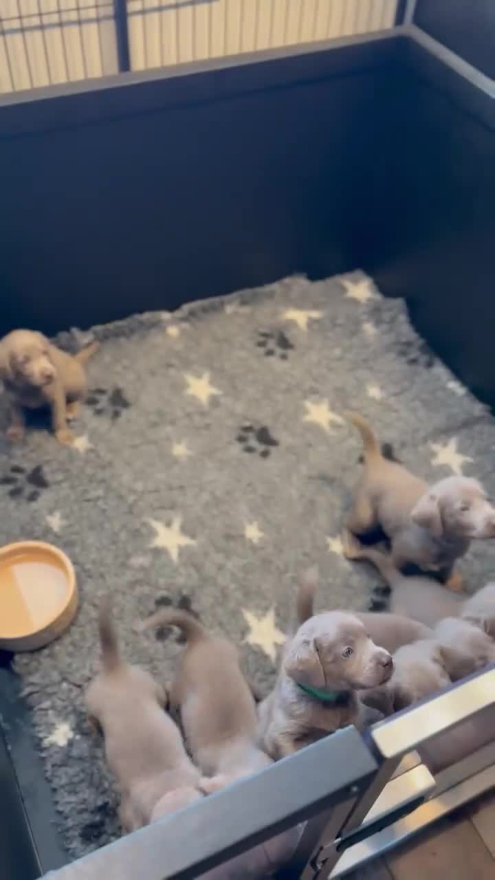 Labrador Retriever dogs for sale: KC Reg Labradors Fully Health Tested - Video 1