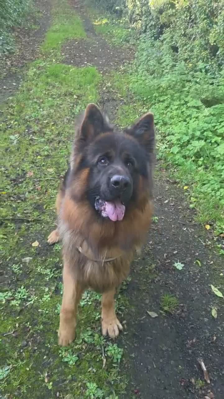 German Longhaired Pointer dogs for stud: 2 years old German Shepherd  - Video 3