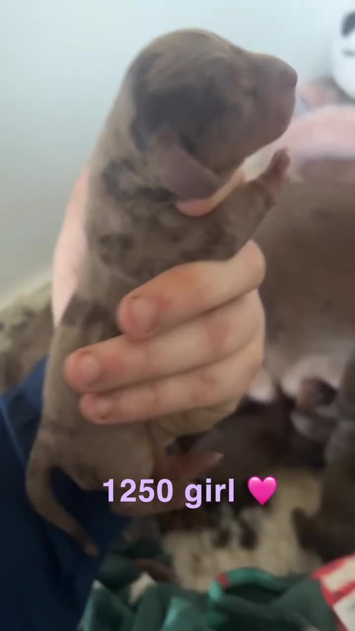 Miniature Dachshund dogs for sale: Dachshund puppies  - Video 1