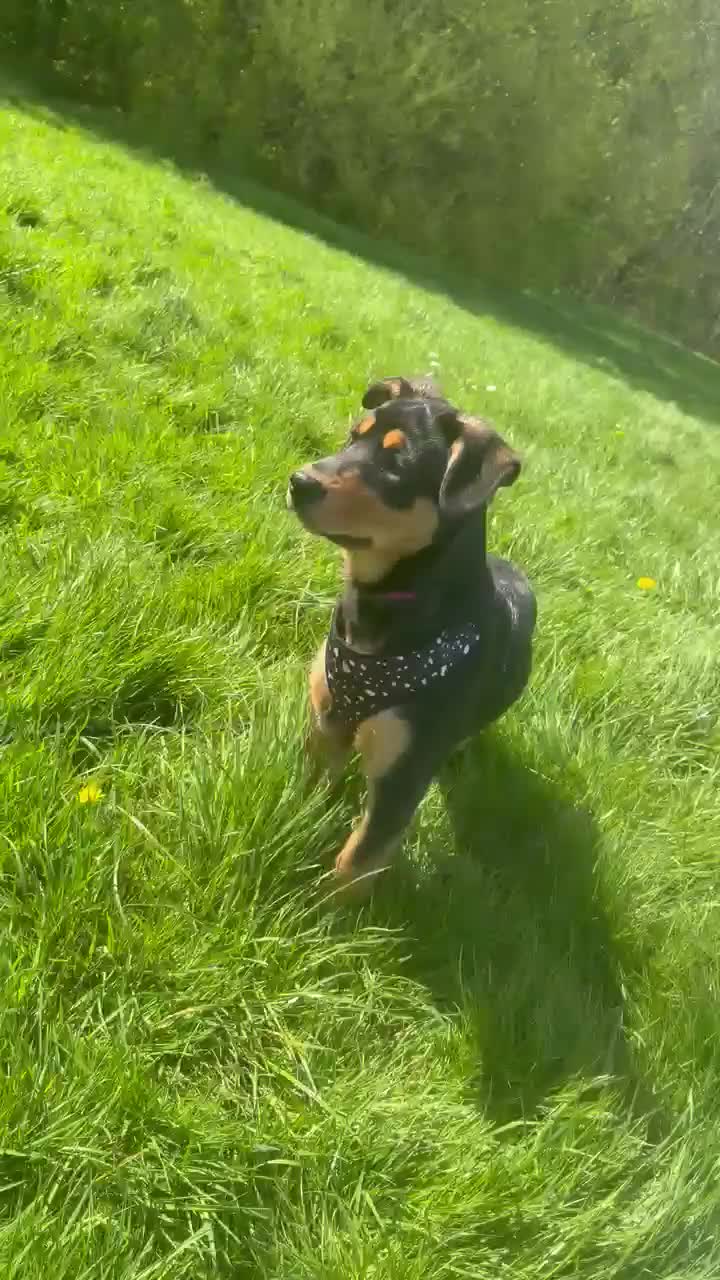 Mixed Breed dogs for sale: Female puppies  - Video 2