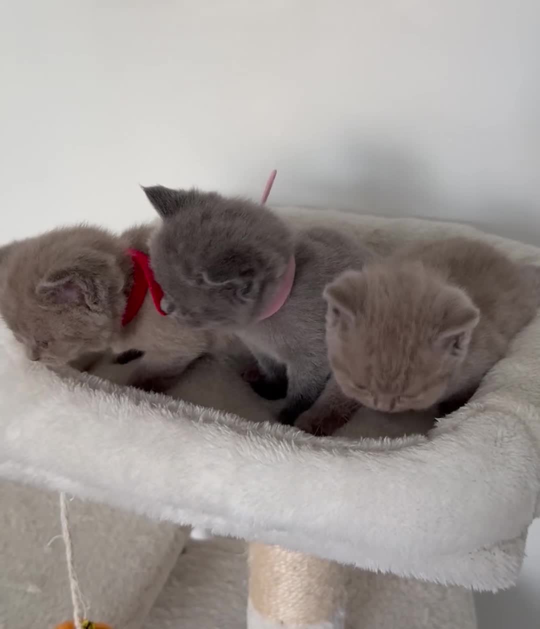 British Shorthair cats for sale: outstanding British shorthair kittens - Video 1