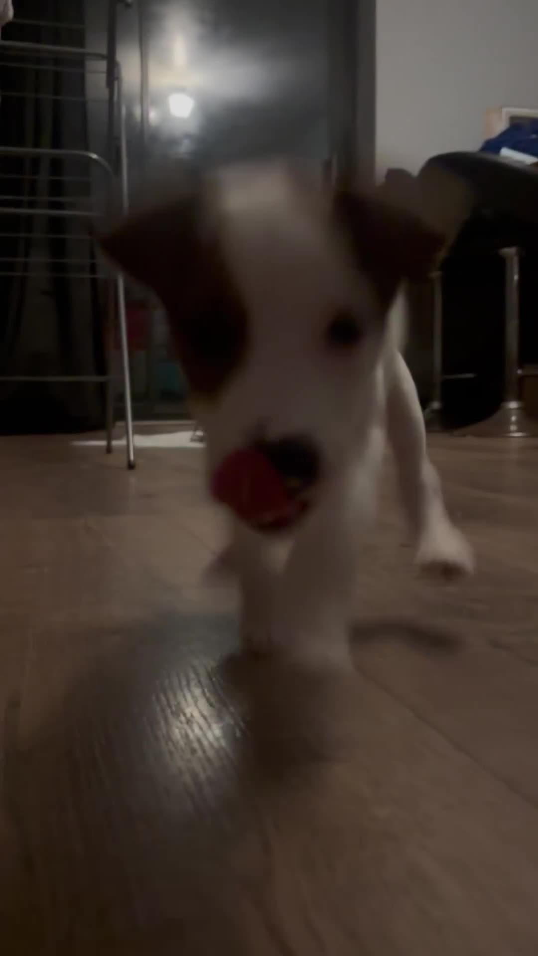 Jack Russell dogs for sale: Jack Russell’s  - Video 3