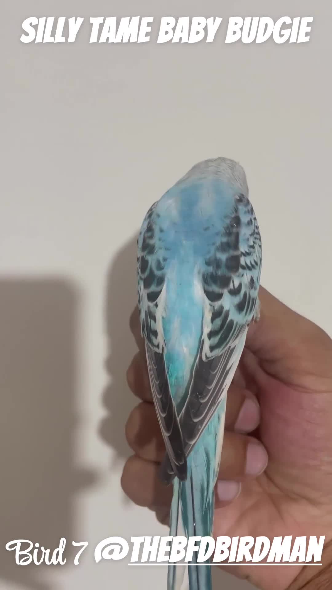 Budgerigars birds for sale: 100% SILLY TAME BABY BUDGIES - Video 3