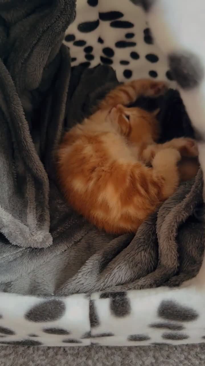 Mixed Breed cats for sale: Mixed breed persian Kitten in Leeds - Video 3