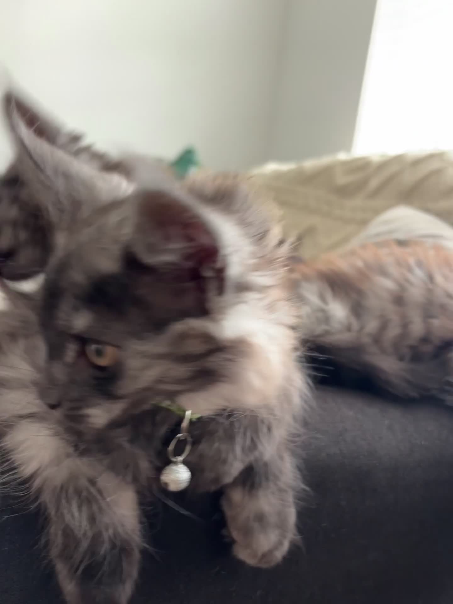 Maine Coon cats for sale: REDUCED TICA Black Smoke Maine Coon Girls - Video 4