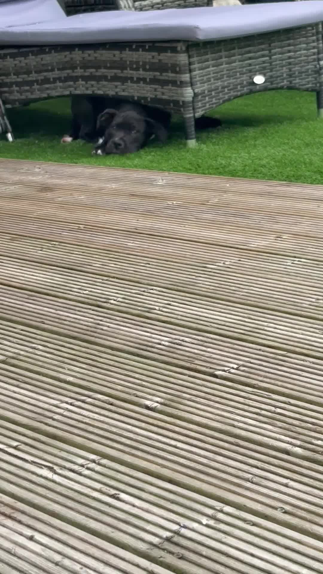 Mixed Breed dogs for sale: Rosie, Cane Corso x American bully - Video 1
