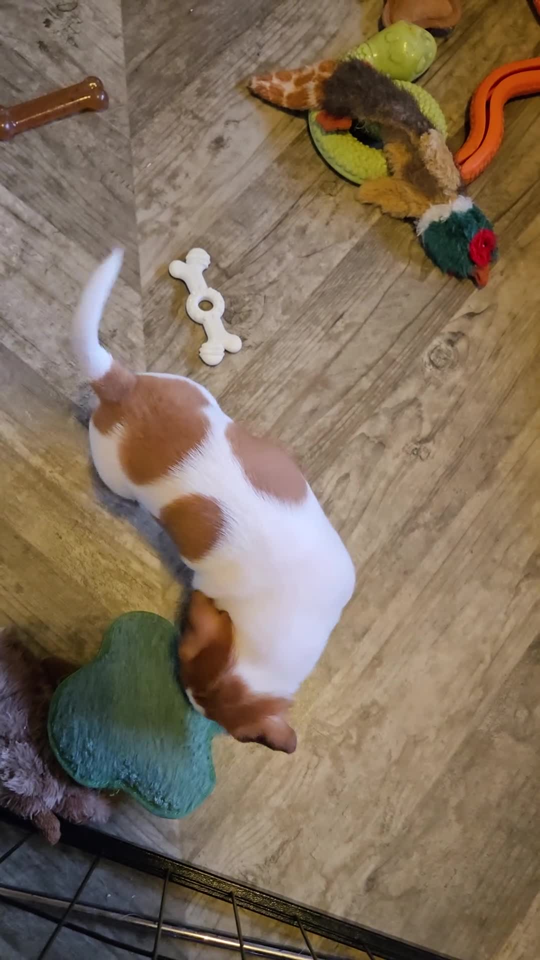 Jack Russell dogs for sale: Jack Russell puppies tri colour  - Video 3