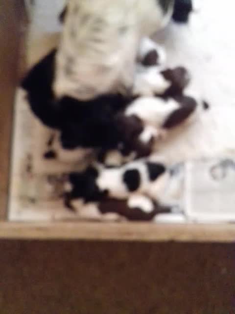 English Springer Spaniel dogs for stud: Working English Springer Spaniel Stud Health Test in Chelmsford - Video 3