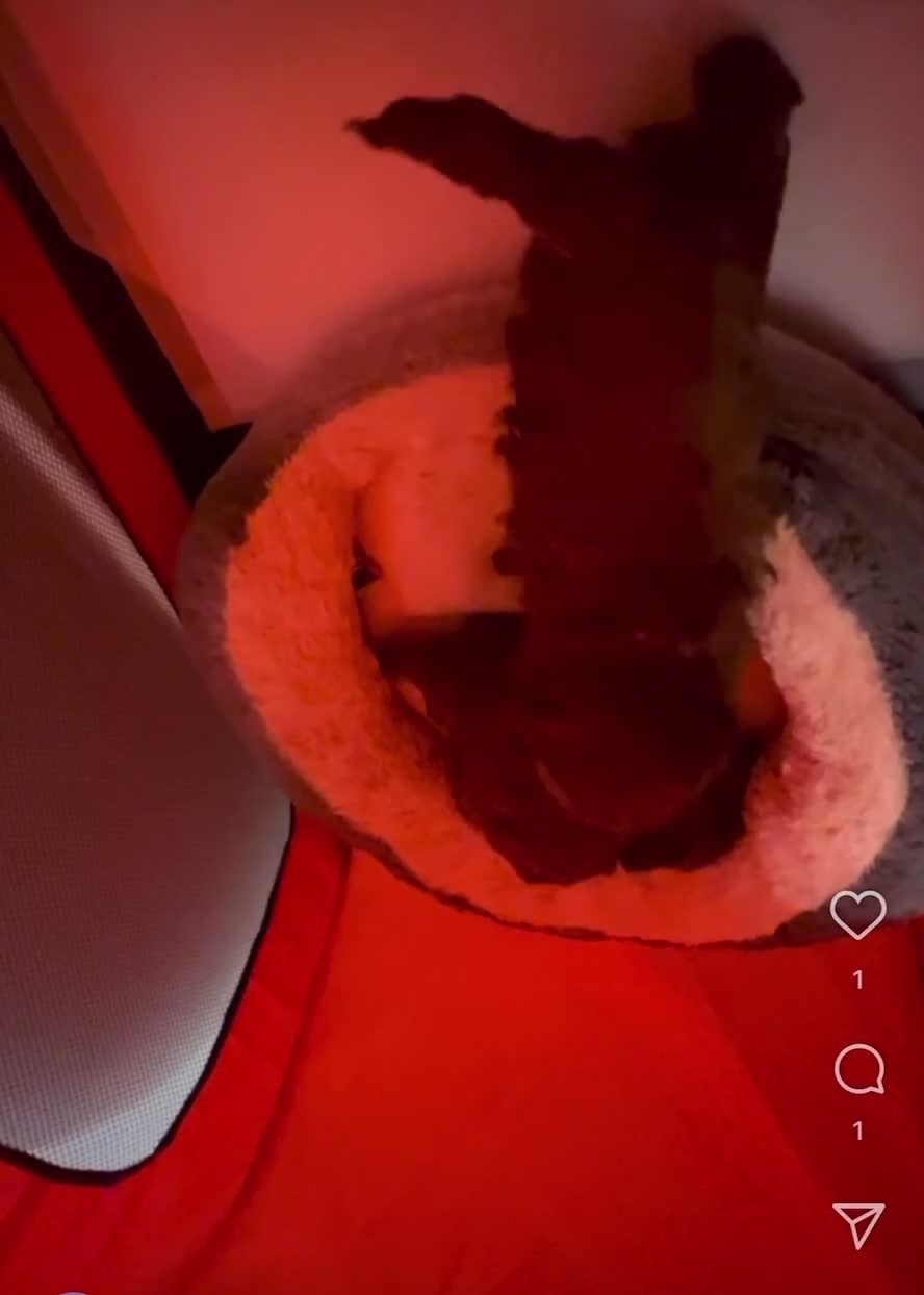 Toy Poodle dogs for sale: Adorable Deep Red Toy Poodle Puppies Available! 🐾 - Video 2
