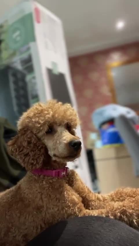 Miniature Poodle dogs for sale: Amber - Miniature Poodle in need of a loving home! in Liverpool - Video 1