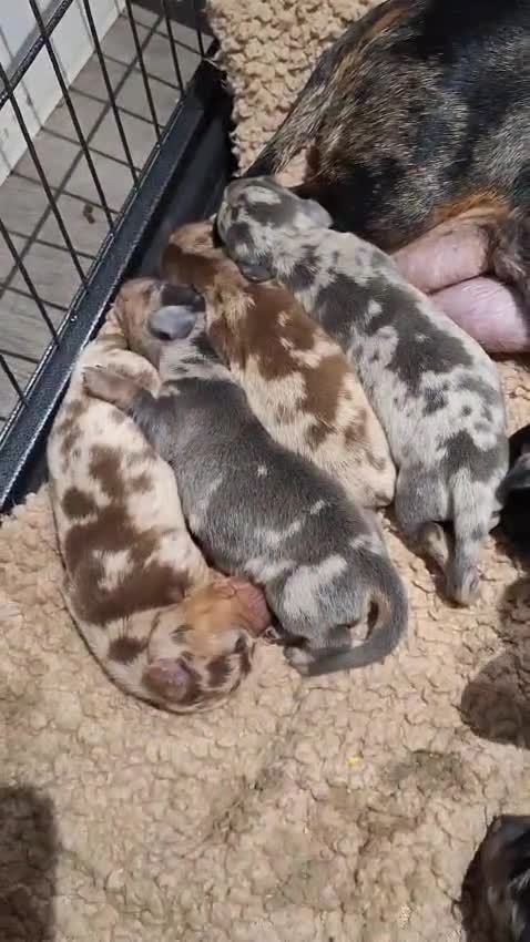Dachshund dogs for sale: Blue dapple dachshund puppie ready now  - Video 1