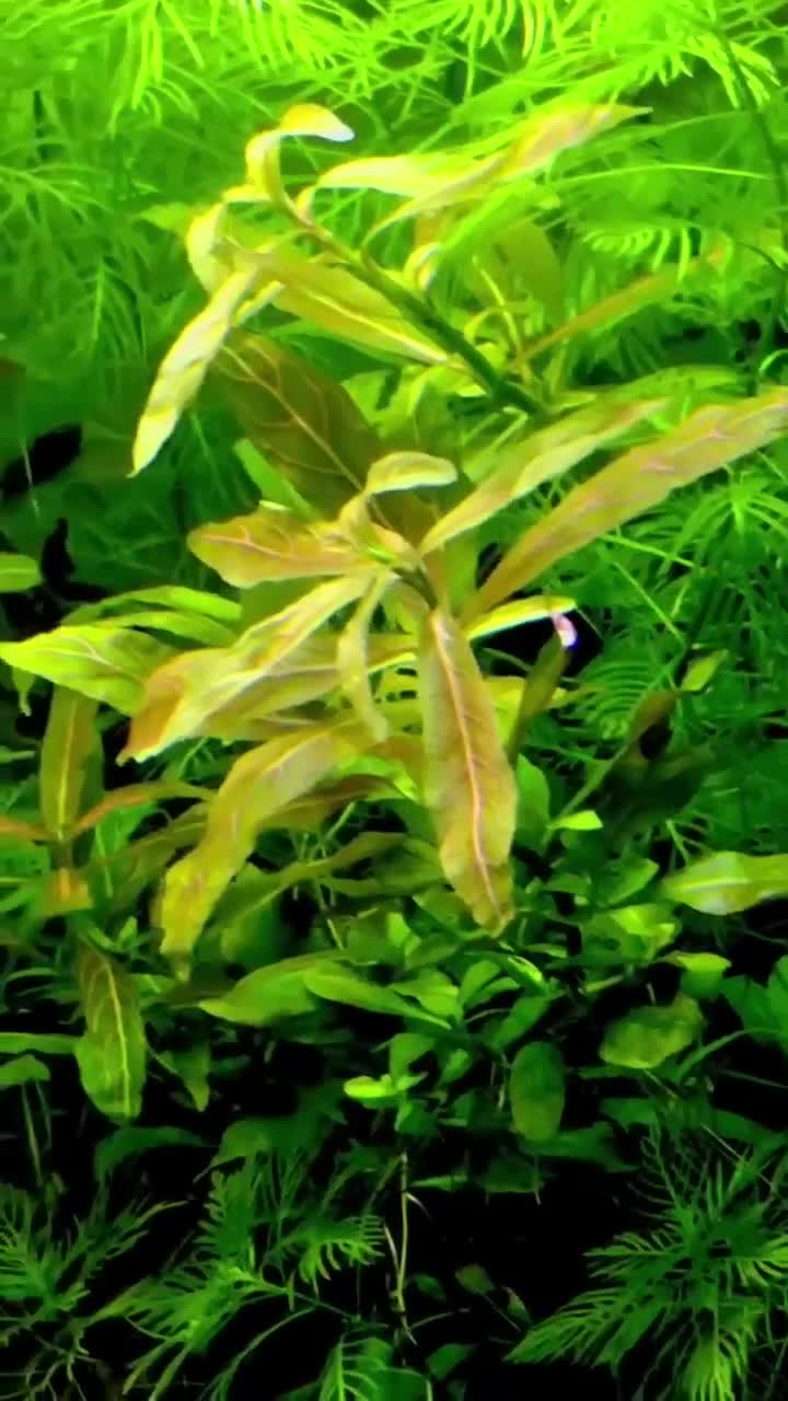 Corys fish for sale: Live aquarium plants*CHEMICAL FREE* - Video 4