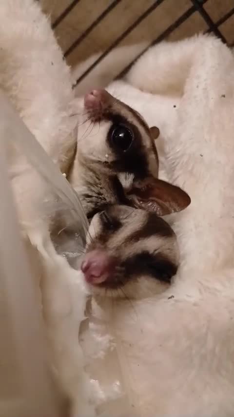 Sugar Glider rodents for sale: 2 Bonded Sugar Gliders Female - Video 1