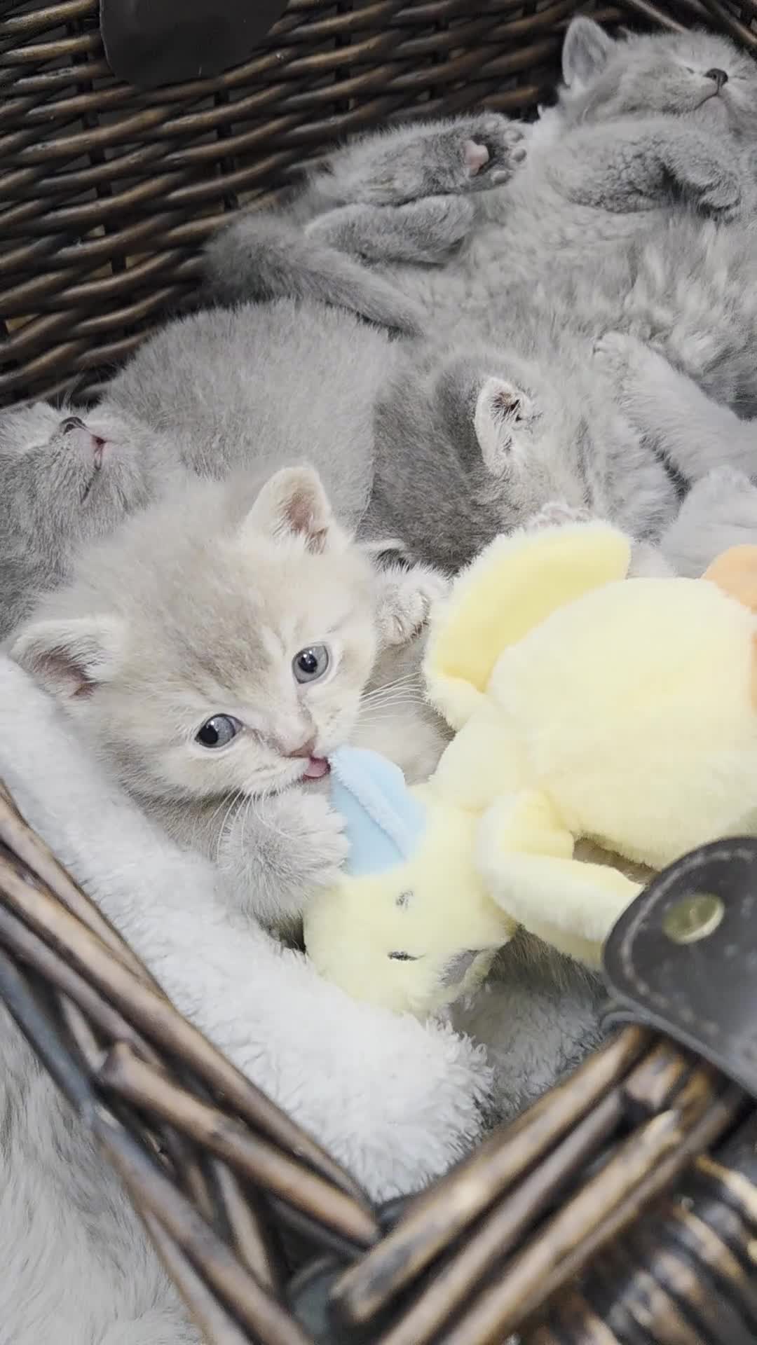 British Shorthair cats for sale: Gorgeous Pure Breed British Shorthair Kittens - Video 1