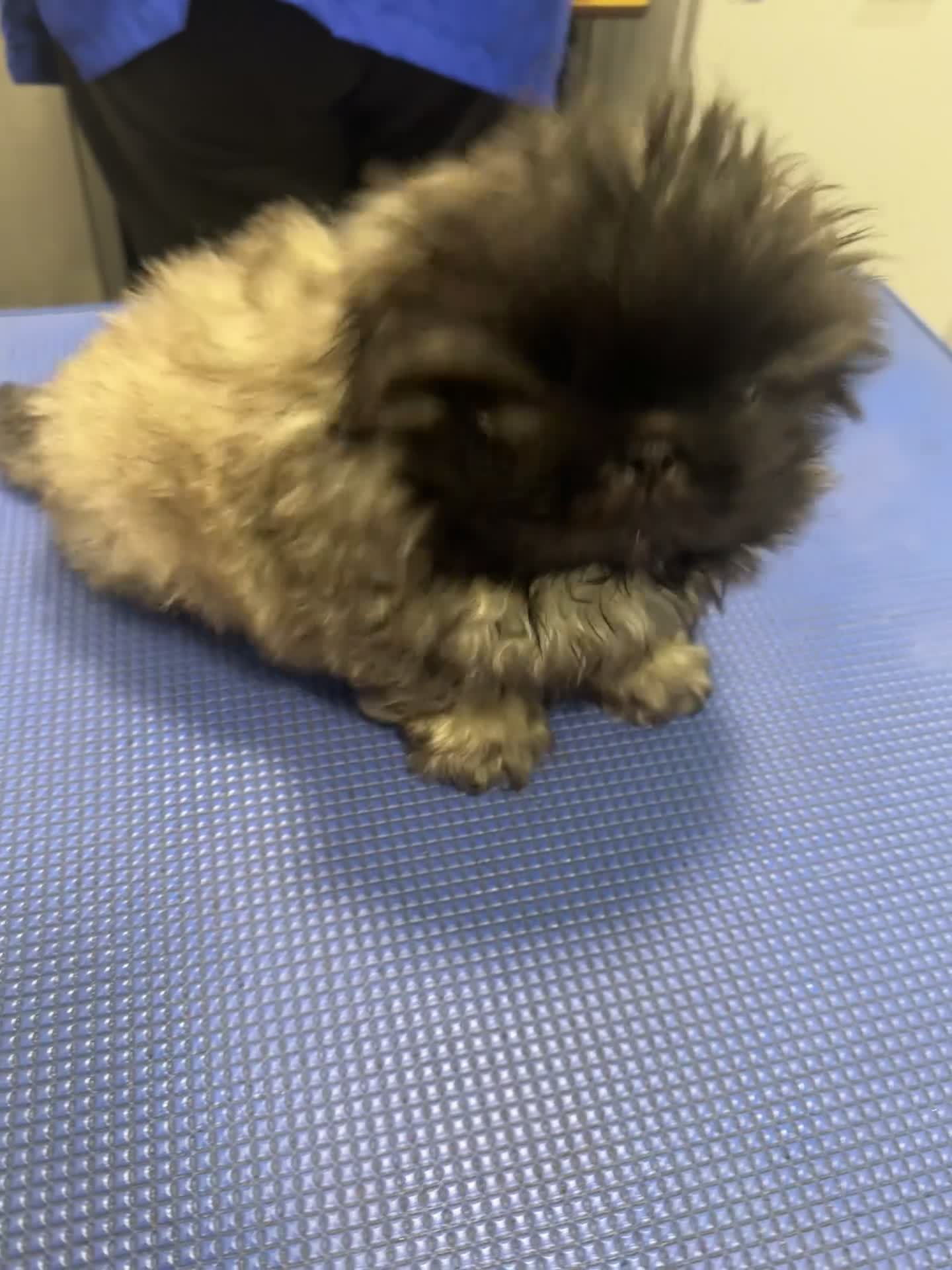 Pekingese dogs for sale: Handsome pure pedigree Pekingese  - Video 1