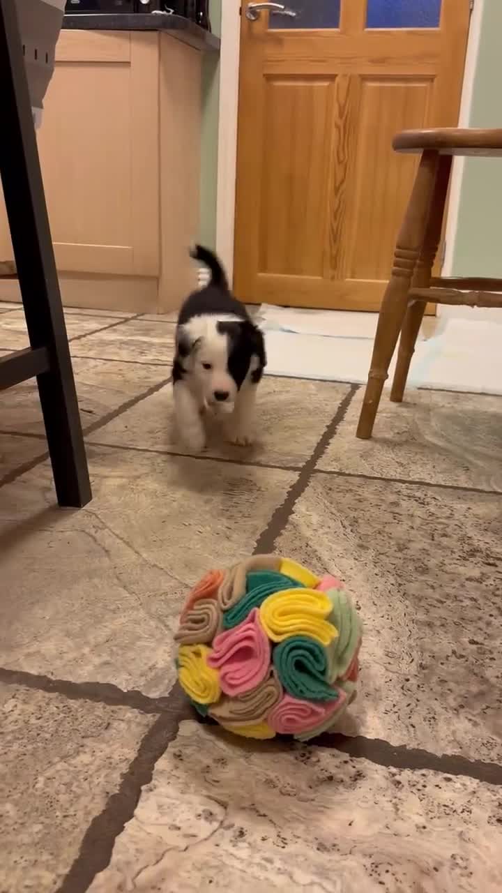 Border Collie dogs for sale: Beautiful litter of 8 border collies puppies - Video 3