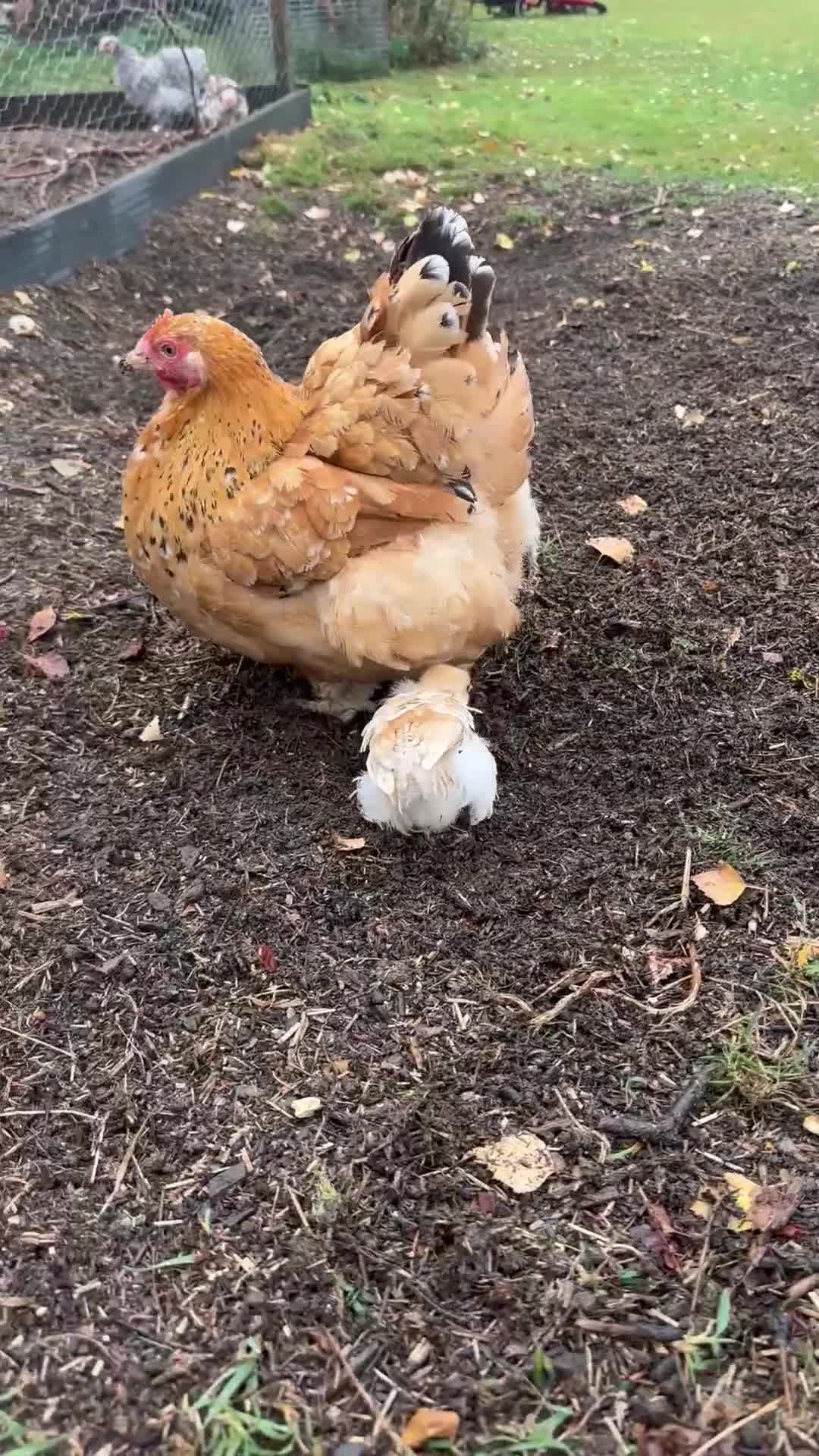 Chickens poultry for sale: Hybrid pekin bantam hen WITH 6 unsexed chicks  - Video 2