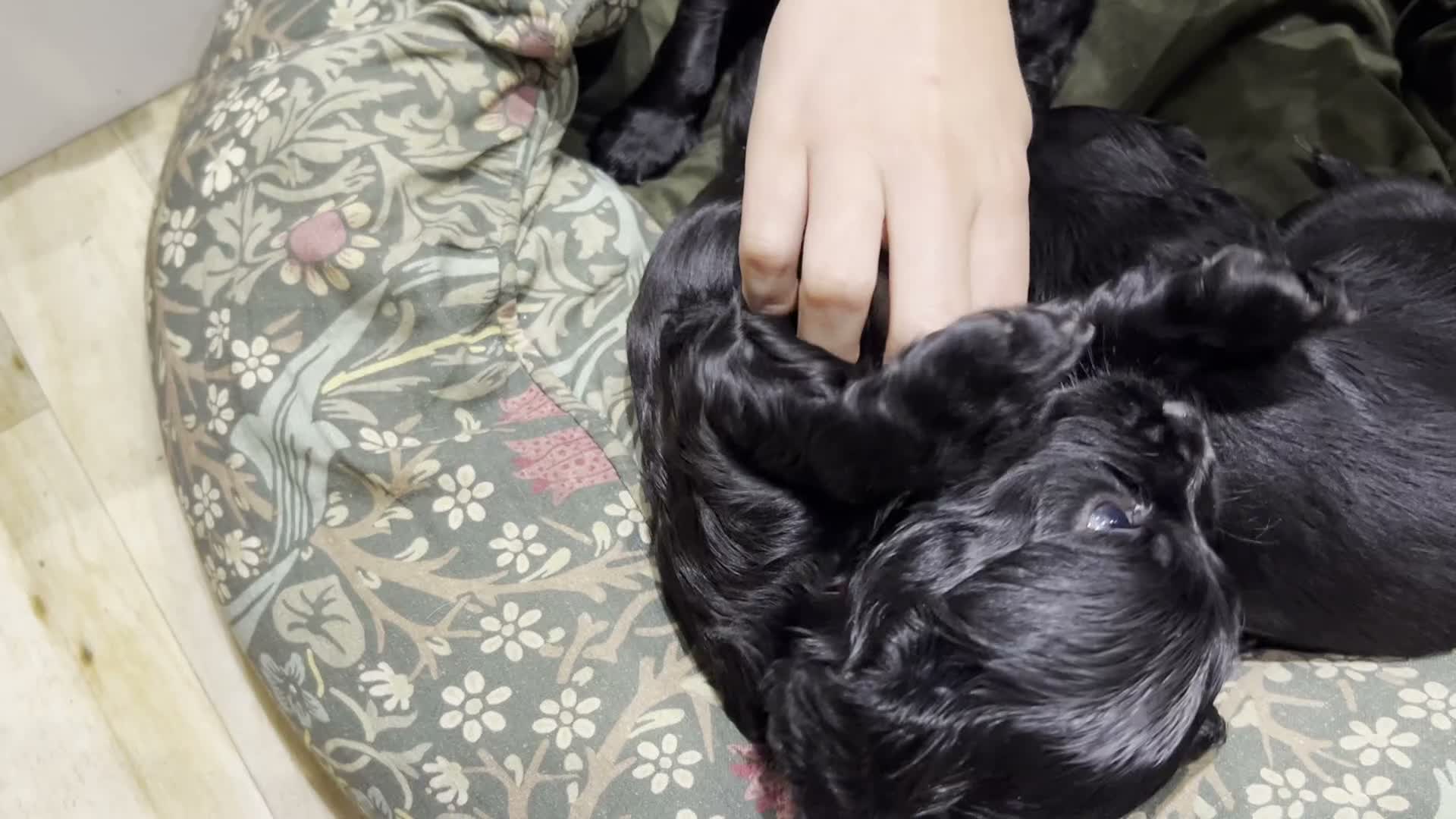 Cocker Spaniel dogs for sale: Cocker Spaniel Puppies, playful, calm temperament - Video 1