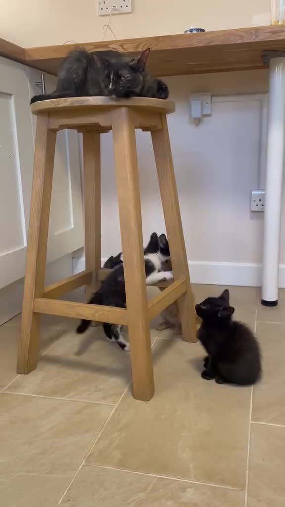 Domestic Shorthair cats for sale: Kittens Ready Now in Bury Saint Edmunds - Video 3