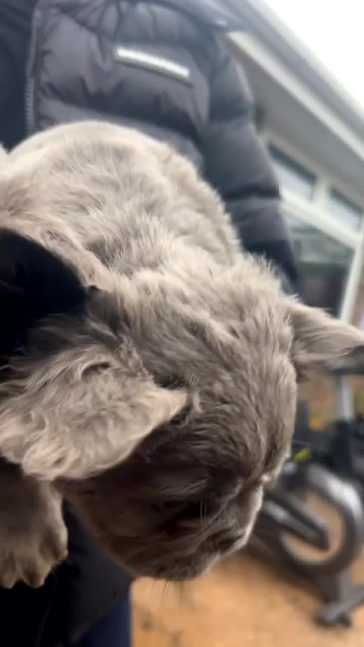 French Bulldog dogs for sale: **REDUCED**FLUFFY  FULL FLUFFY FRENCHBULLDOGS😍😍 - Video 2